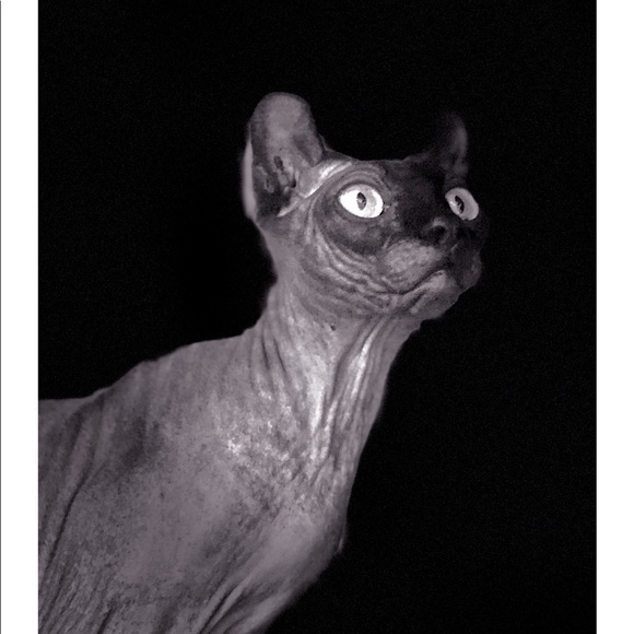 Meet your Posher, Gretchen - Picture 1 of 1